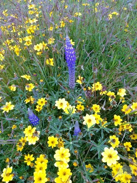 Andean flora: Small wild yellow flower