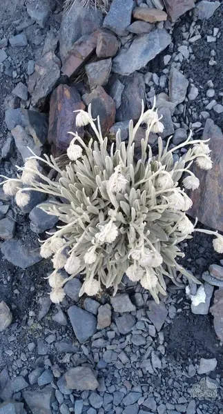Extreme life: Small plant over 5000 meters above sea level