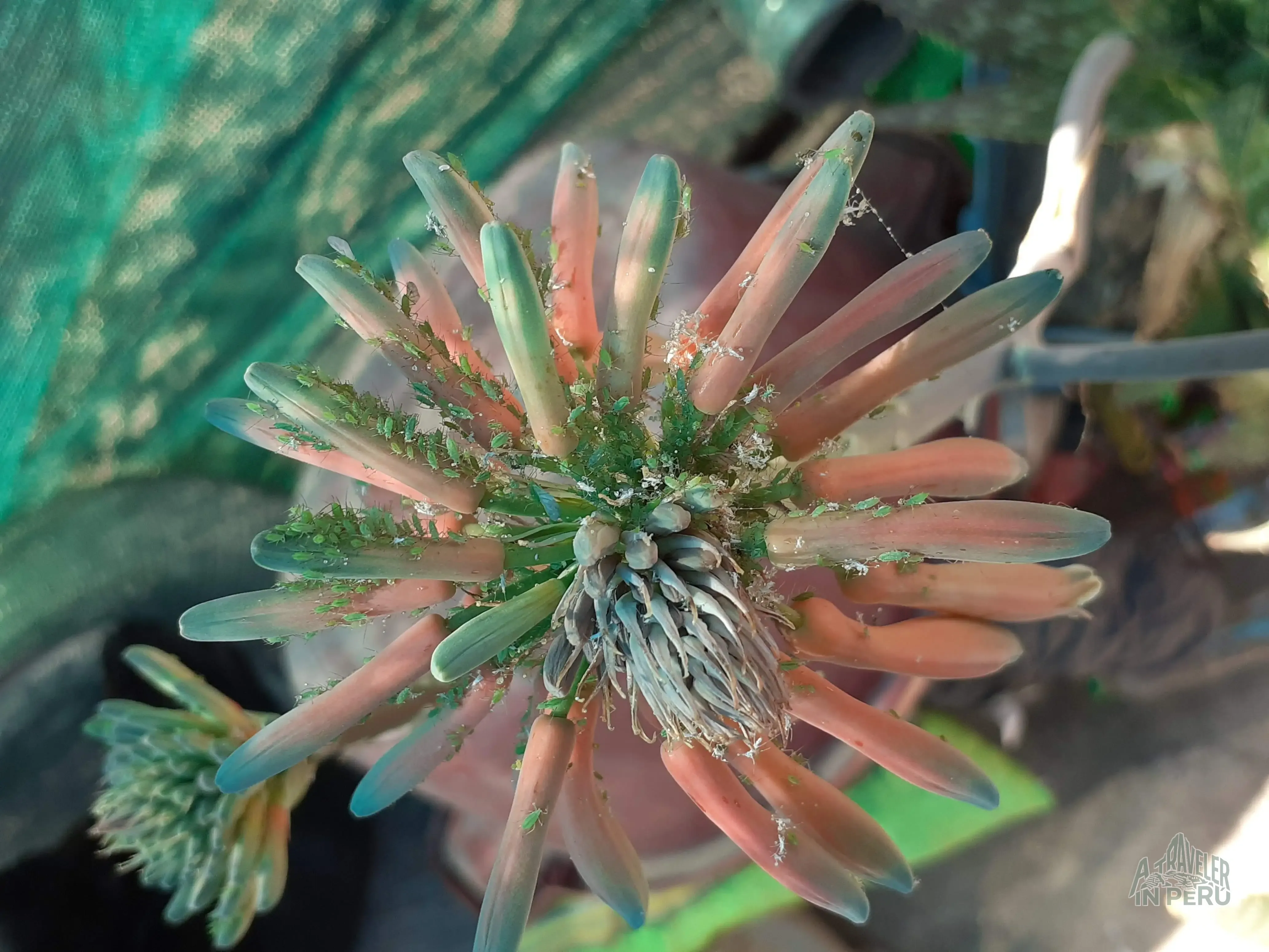 A peculiar plant in Arequipa