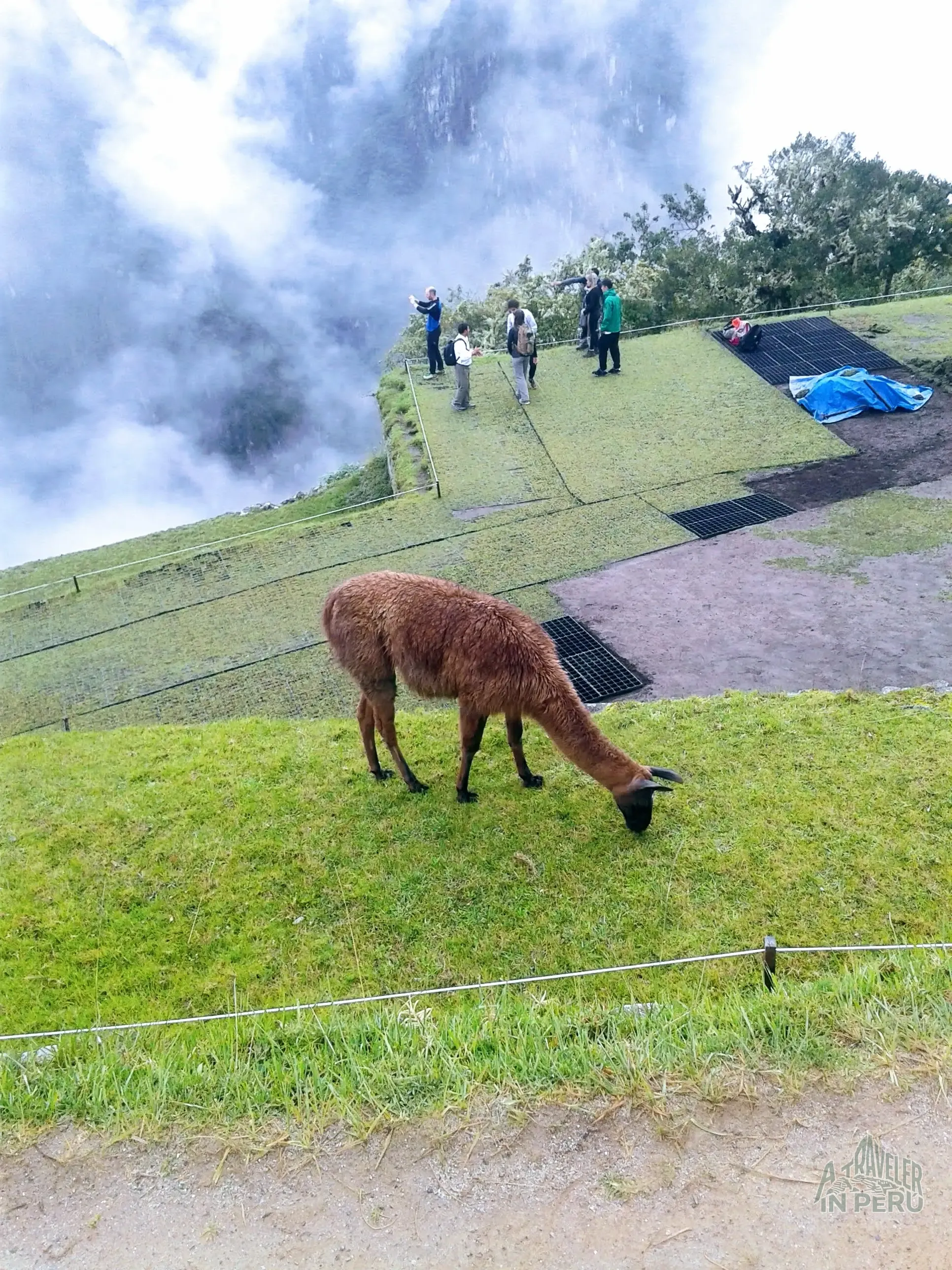 A friendly Andean llama posing
