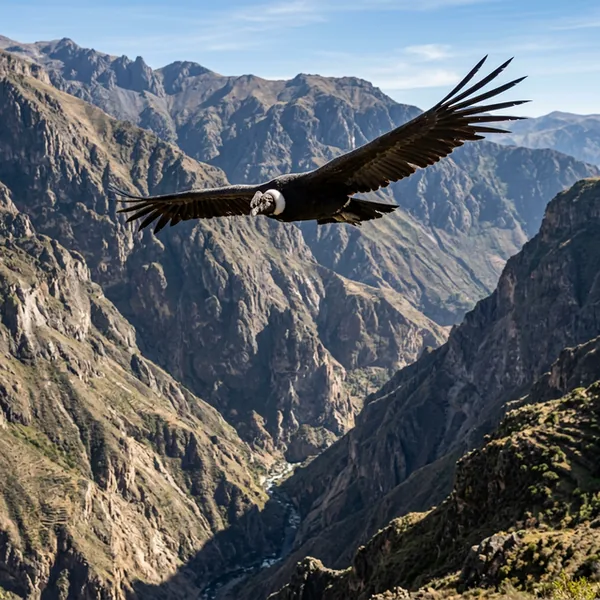 Peru Wildlife Watcher